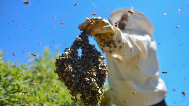 honeybee covered in pollen resting on a wildflower, honeybee colony collapse, largest honey bee