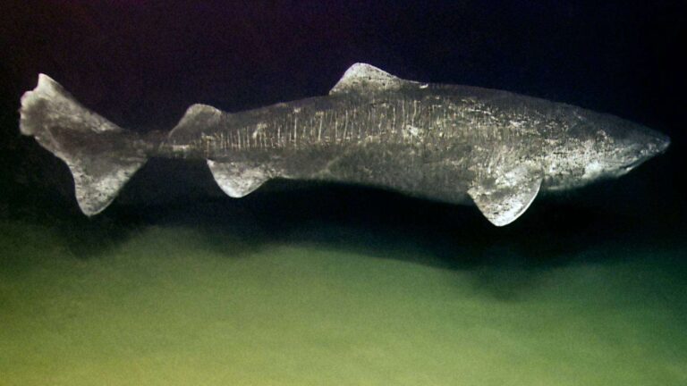 shark public domain