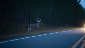New York was the first state in America to ban the phone behind the wheel, and the 1.7 million insurance claims filed last year reveal a hidden victim almost no driver thinks about when they glance down 5 a white-tailed deer frozen on a dark rural road at dusk, a phone ban driving reminder, 1 7 million