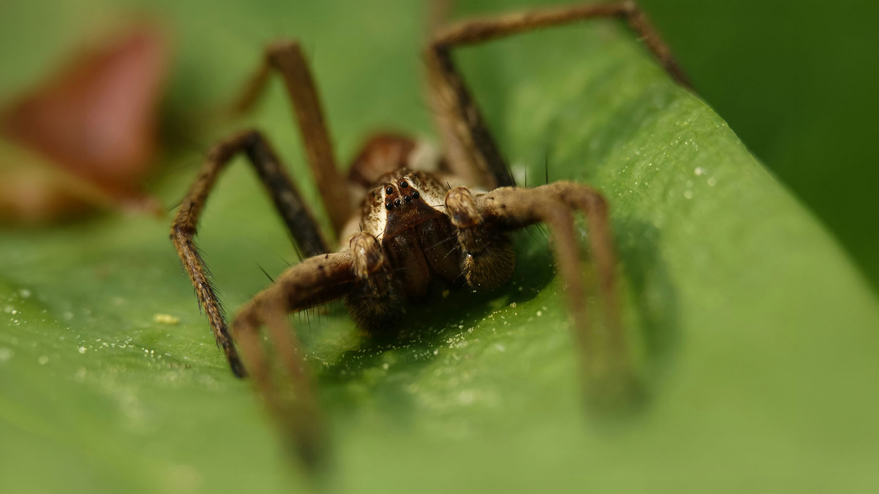 14. GES Scientists put 258 spider species through a speed test and a handsized Australian huntsman outran them all at nearly 8 mph