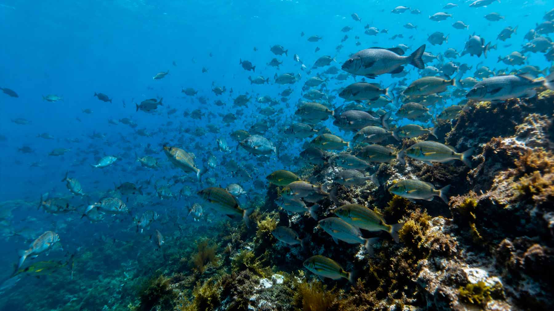 NASA watched California’s ocean for 25 years and found fish steadily returning inside the state’s vast network of marine reserves 1 16. GES NASA watched Californias ocean for 25 years and