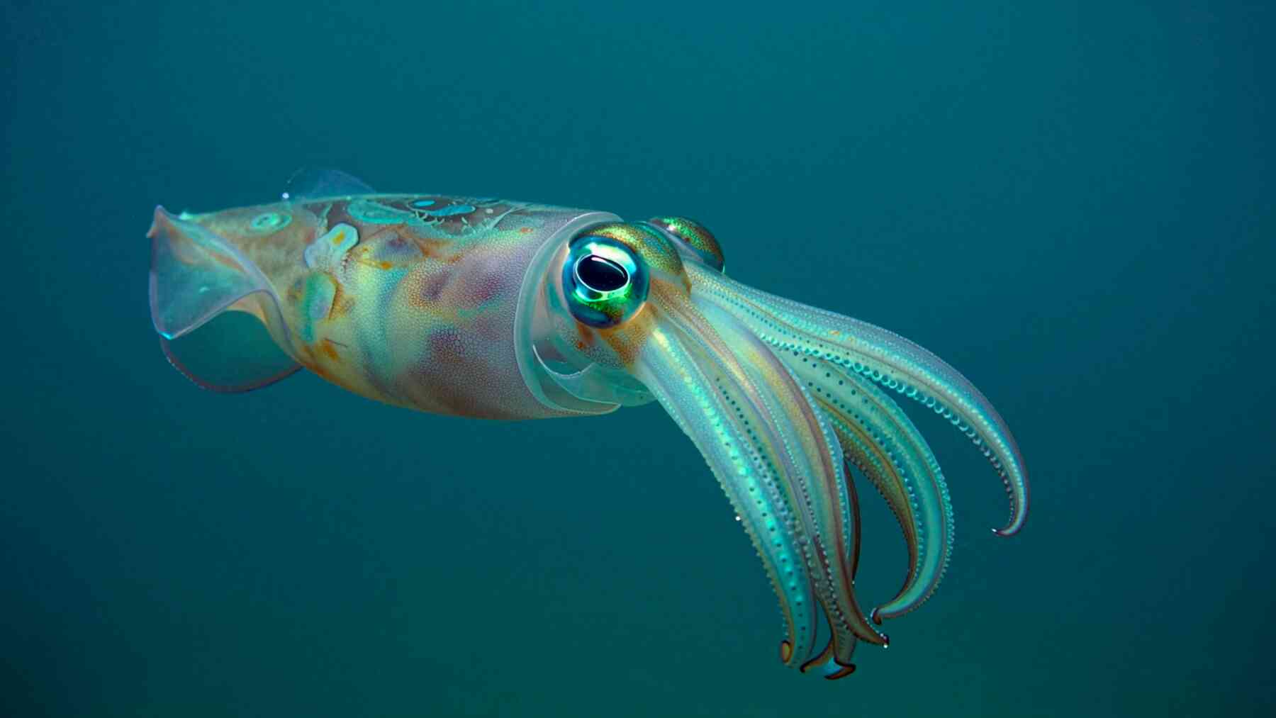 Scientists have discovered that squid brains are shrinking as the ocean becomes more acidic, leaving them to lose their eyesight and hunting skills 1 20. GESTION Scientists have discovered that squid brains are shrinking as the ocean becomes more acidic leaving them to lose their eyesight and hunting skills
