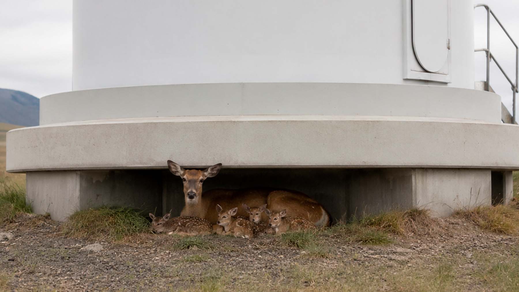 In Washington, engineers checking under wind turbines for injured wildlife instead found mother deer that had turned the towers into a nursery for eight newborn fawns 1 Deer, wind turbin