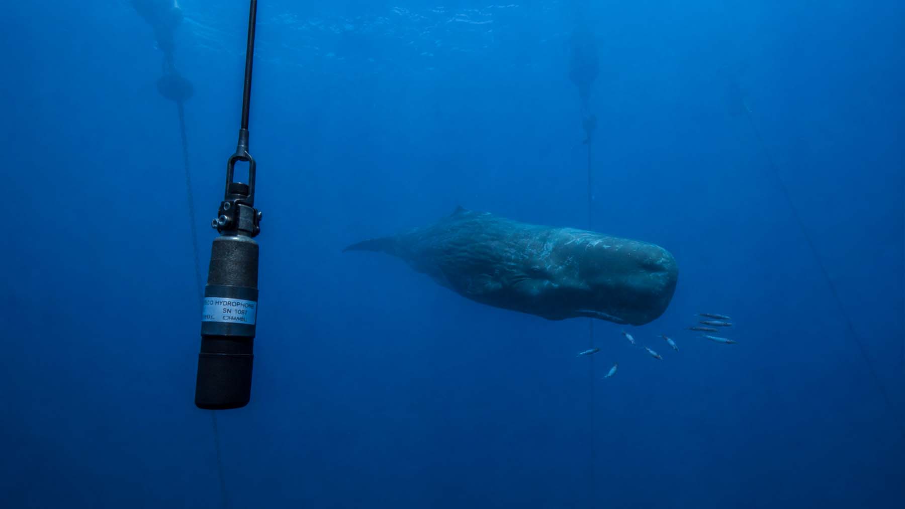 Wind, whale