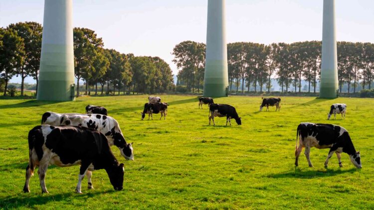 Wind turbines, cows