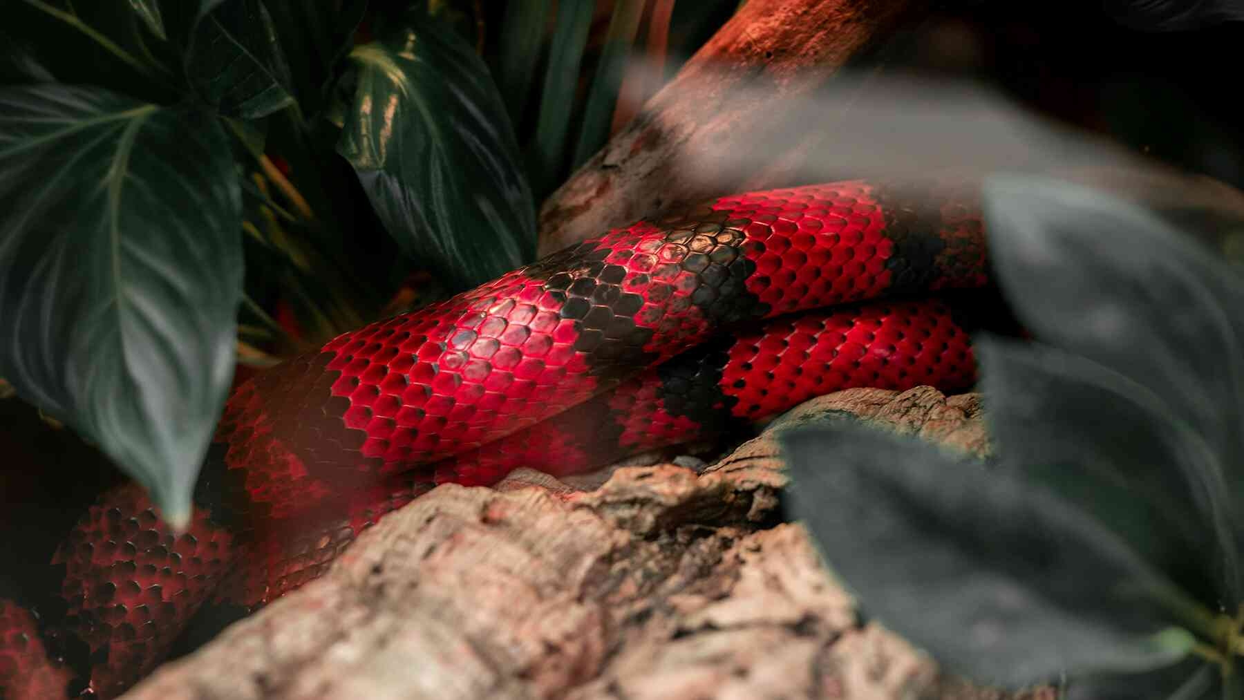 giant snake Florida