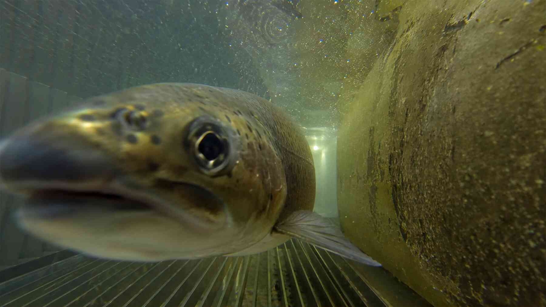 fish passage tube