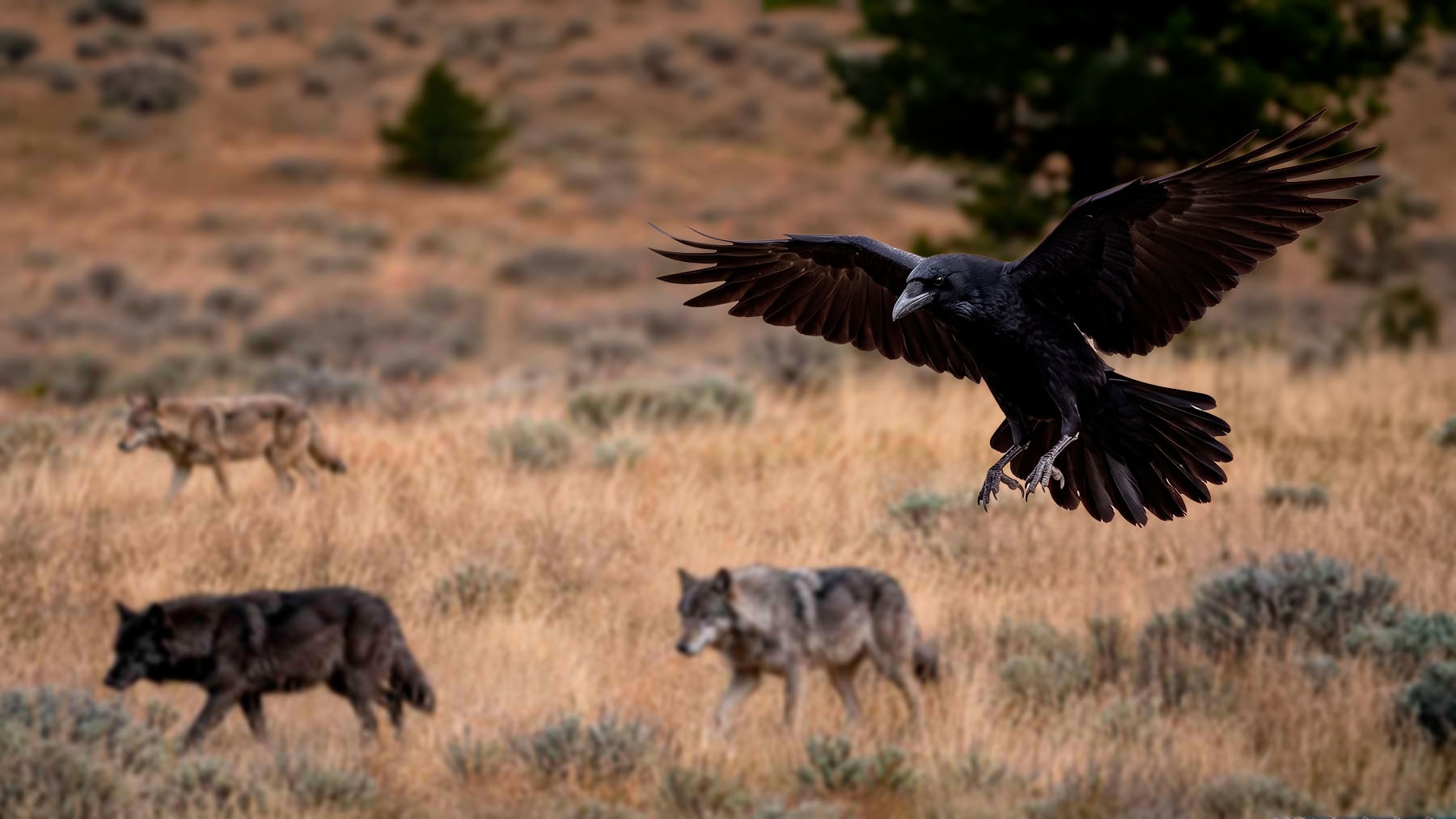 Raven near wolves