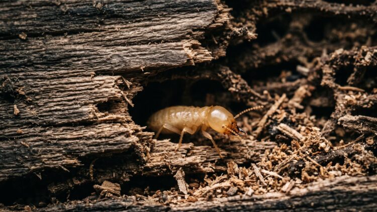 Termites cost American homeowners over 5 billion dollars a year, more than fire and floods combined, but the tiny factory inside the pest can turn one sheet of paper into 2 liters of clean hydrogen 1 a termite emerging from a hole in a hollowed out wooden beam
