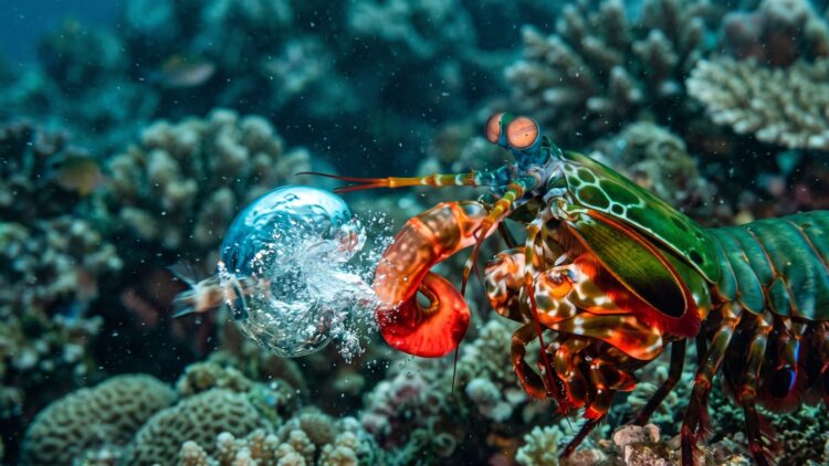 A mantis shrimp the size of your thumb throws the fastest punch in nature, 2,000 times the acceleration of a 330 mph dragster, and it moves so fast the water flashes to vapor and cracks aquarium glass 1 eacock mantis shrimp on a reef drawing back its striking claw