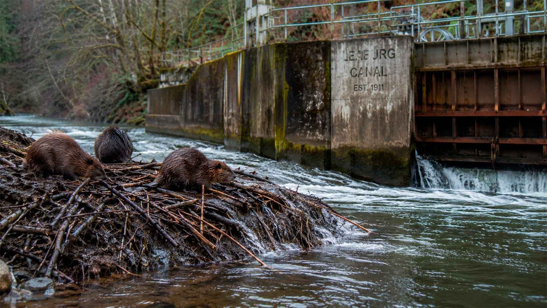On Oregon’s Leaburg Canal, a group of beavers broke into a 100-year-old hydroelectric dam and built another one for themselves until engineers had to find a way to stop the water from leaking through 1 beavers at canal
