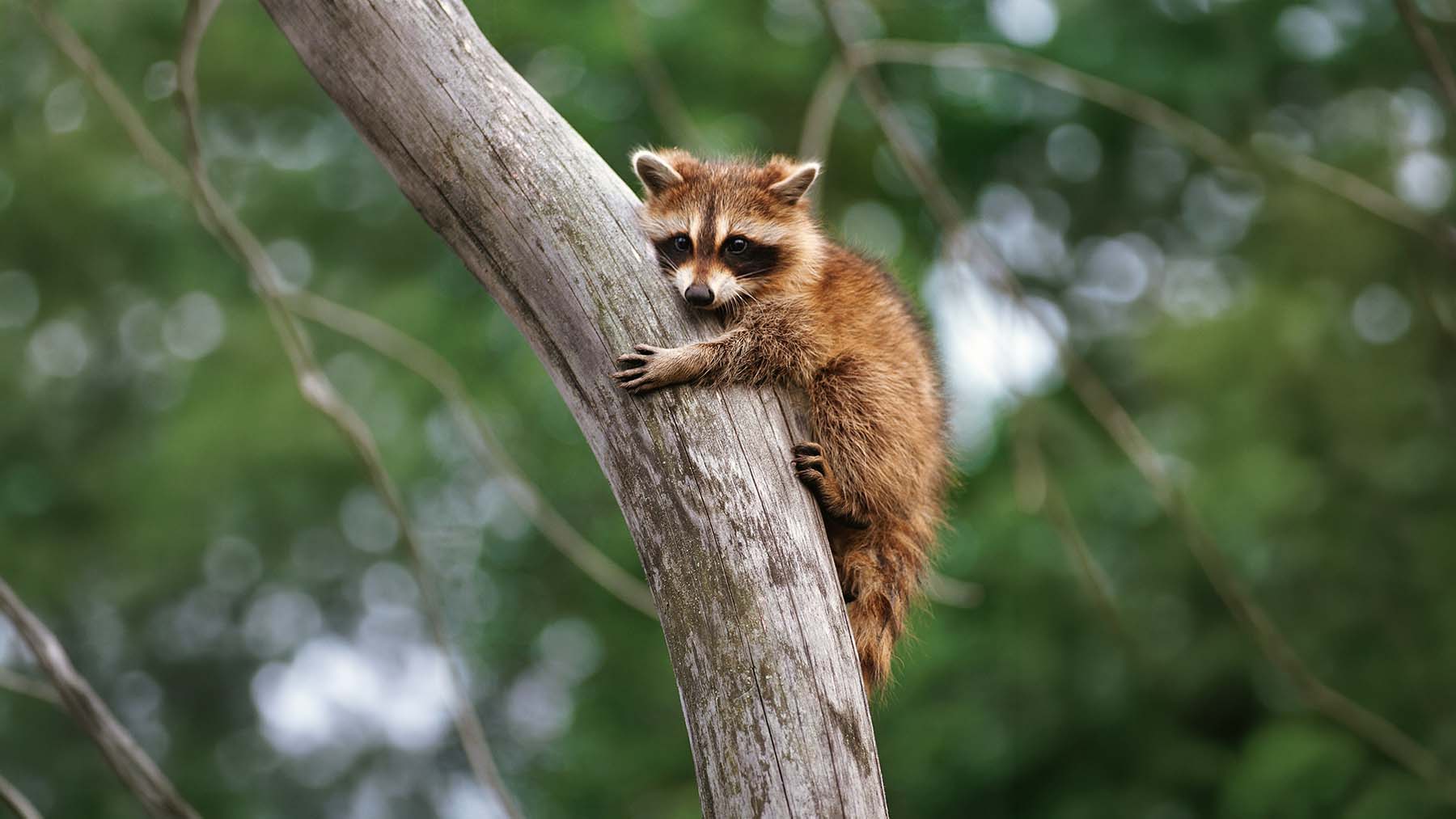 In Seattle, a round little raccoon named Jimothy turned one painting auction into a $50,000 flood of generosity that swept up Amazon, Starbucks, and an entire city 1 14. GES In Seattle a round little raccoon named Jimothy