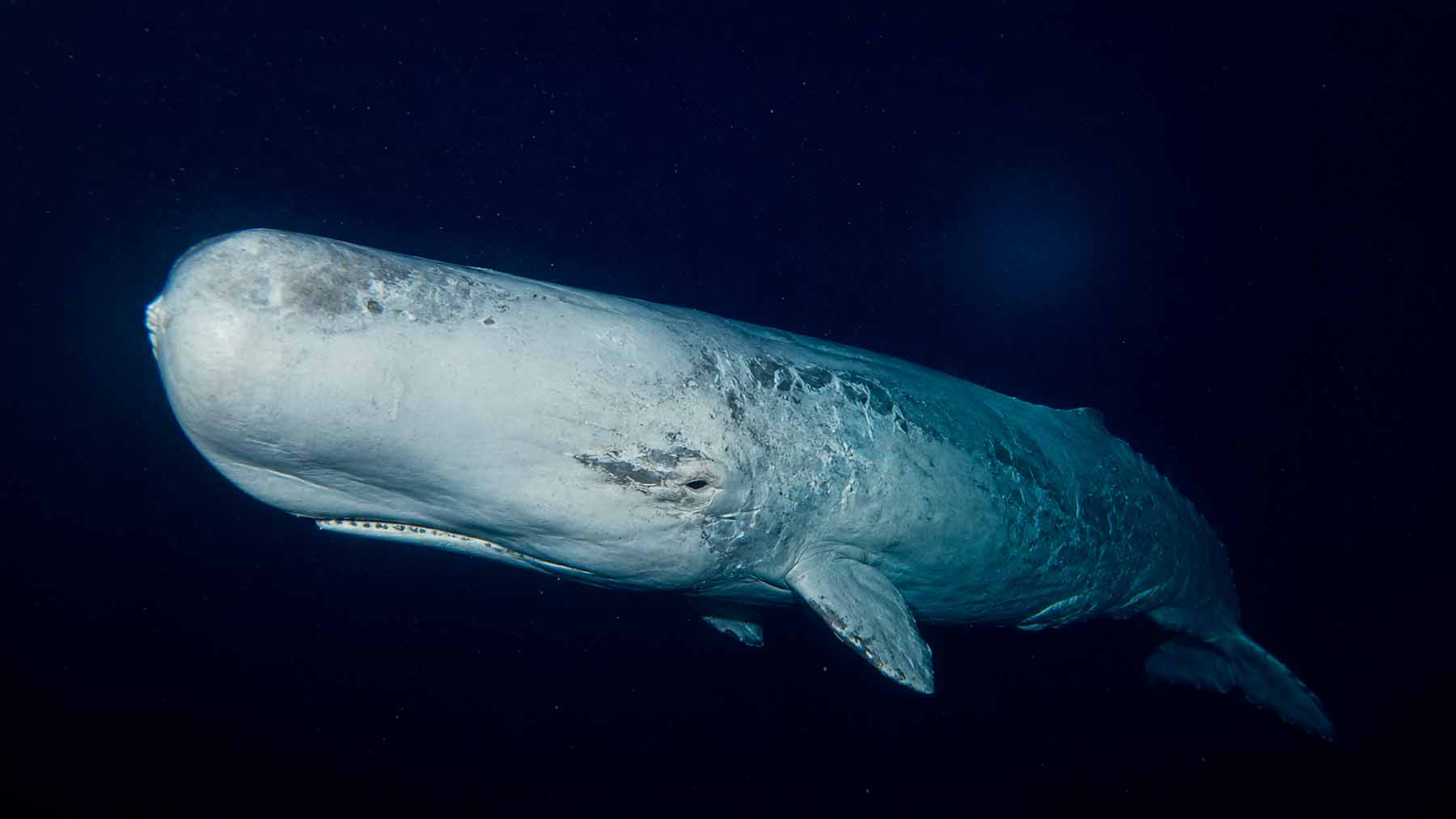 Seen alive just once in decades, a ghostly deep-sea whale is now revealing a "silent plague" rotting it from the inside 1 14. GES Seen alive just once in decades a ghostly