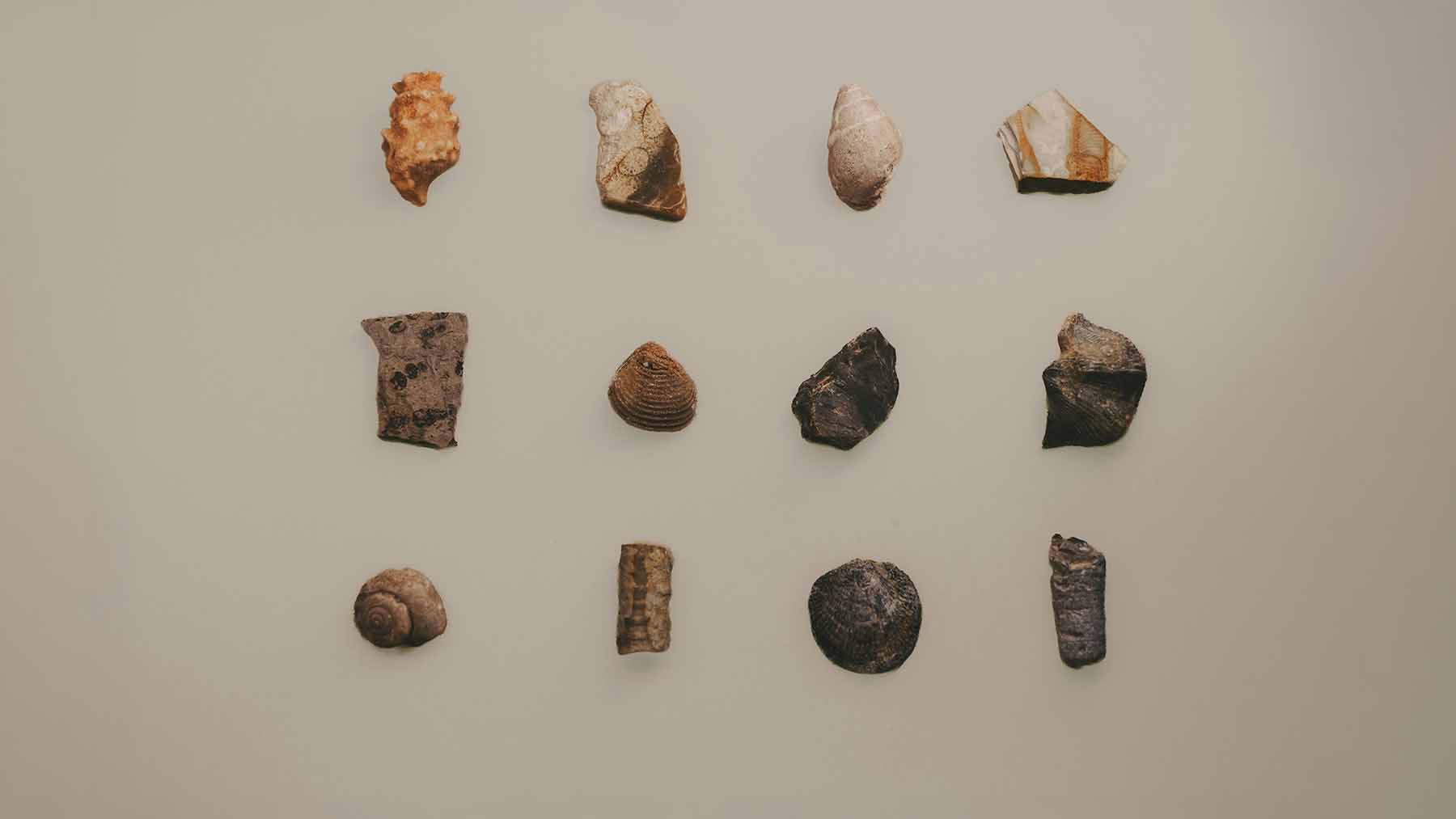 Scientists found over 70 species "hiding in plain sight" inside museum drawers that had been locked shut for decades 1 3. URG Scientists found over 70 species hiding in