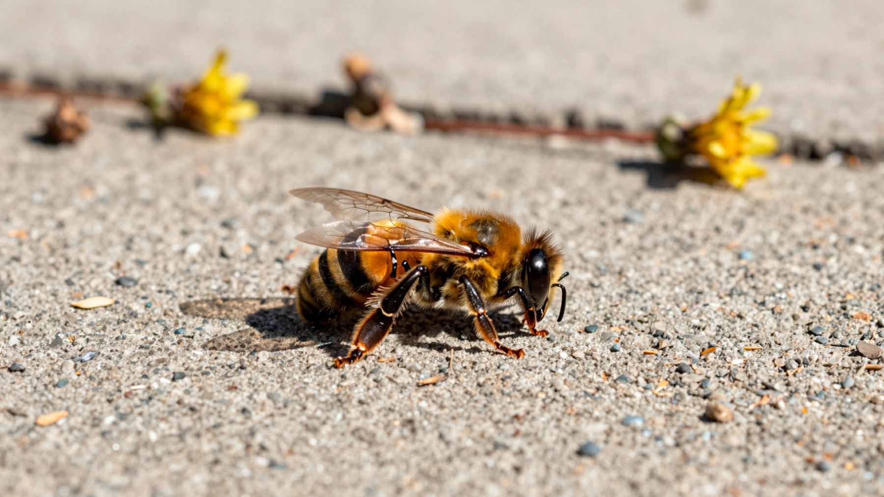 Dead bumblebees are appearing on sidewalks in growing numbers, and the reasons go far deeper than a hot summer 1 35. GES Dead bumblebees are appearing on sidewalks