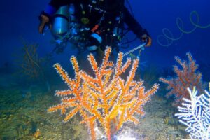 NOAA loaded living corals into a homemade “torpedo,” dropped it 217 feet through the Gulf, and divers waiting below used the delivery to start 42 new colonies on concrete domes 2 500x750 diver scott mau dave witting noaa ohc mdbc 2026 1