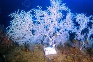 NOAA loaded living corals into a homemade “torpedo,” dropped it 217 feet through the Gulf, and divers waiting below used the delivery to start 42 new colonies on concrete domes 3 500x750 tec 13 muricea sampling dw 1