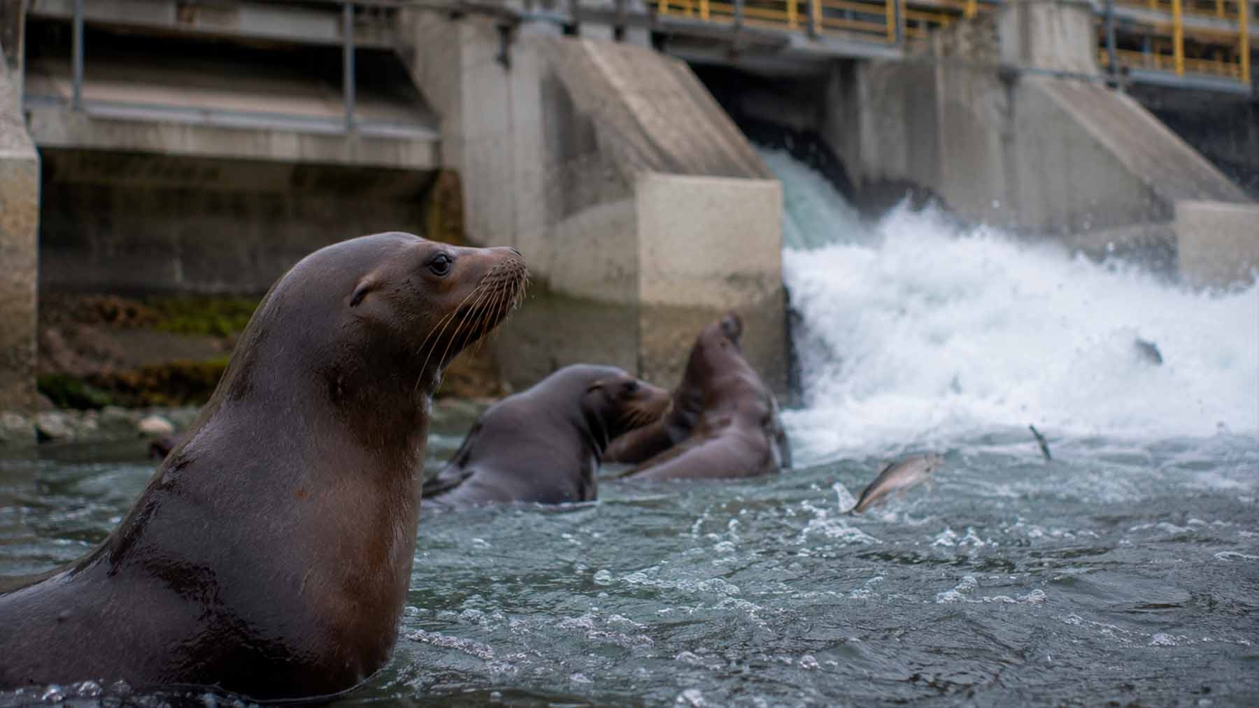 sea lions a dam