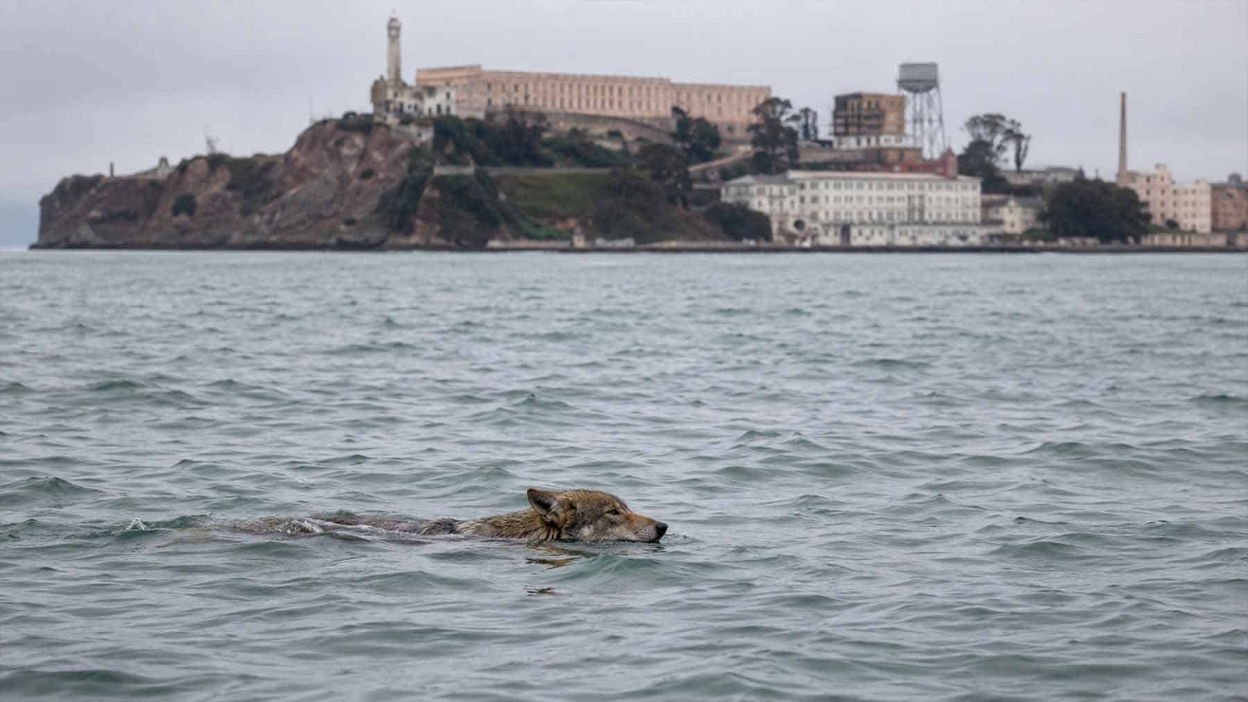 Alcatraz Island coyote