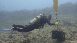 A 734 foot bulk carrier ran onto the reef off Barbers Point and pulverized 100,000 coral colonies, and fifteen years later that stretch of seafloor is still a field of loose rubble 4 A diver pinning mesh over rubble beside surviving coral colonies