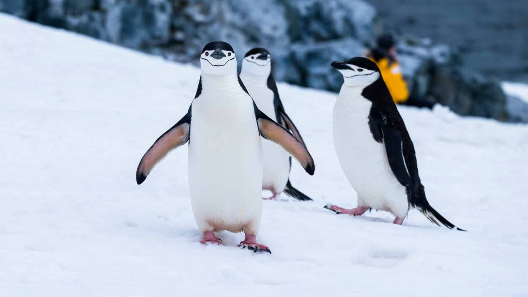 Australia is racing to vaccinate 5000 wild penguins against bird flu in a program the world has never seen before