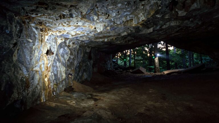 Bats declared nearly gone from hundreds of eastern American caves are still showing up on summer surveys and scientists are rethinking what that means