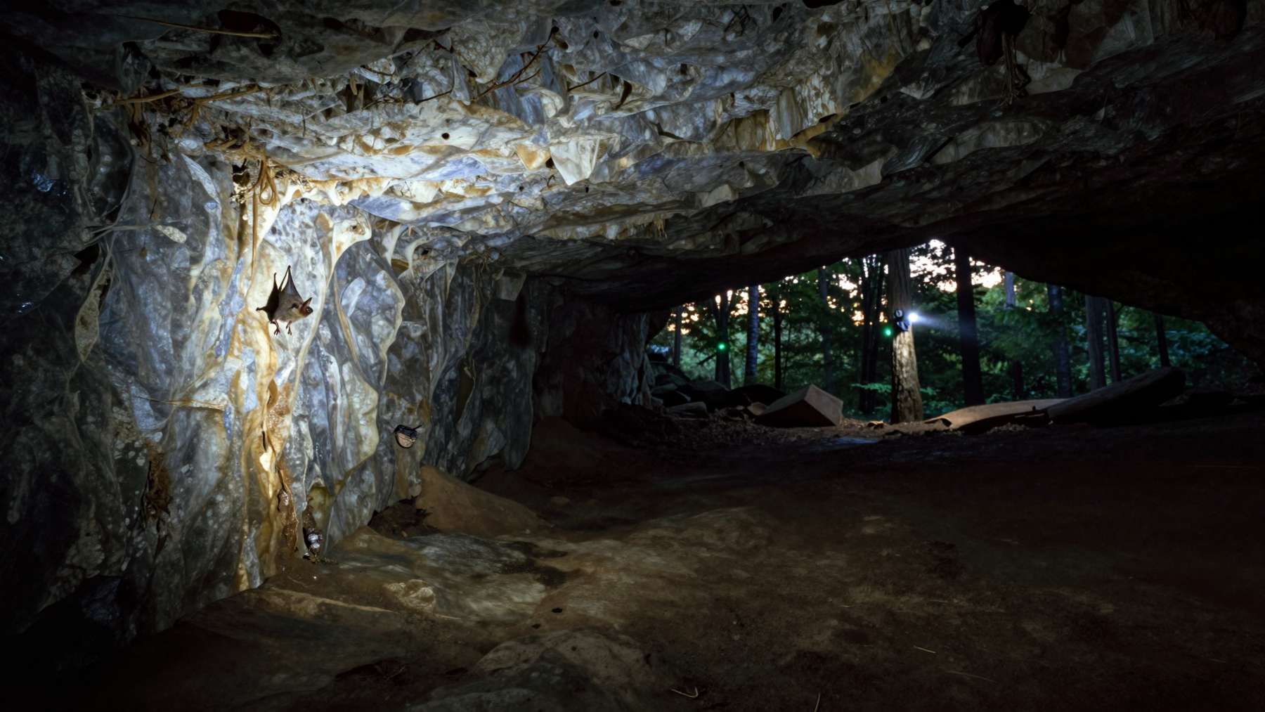 Bats declared nearly gone from hundreds of eastern American caves are still showing up on summer surveys and scientists are rethinking what that means