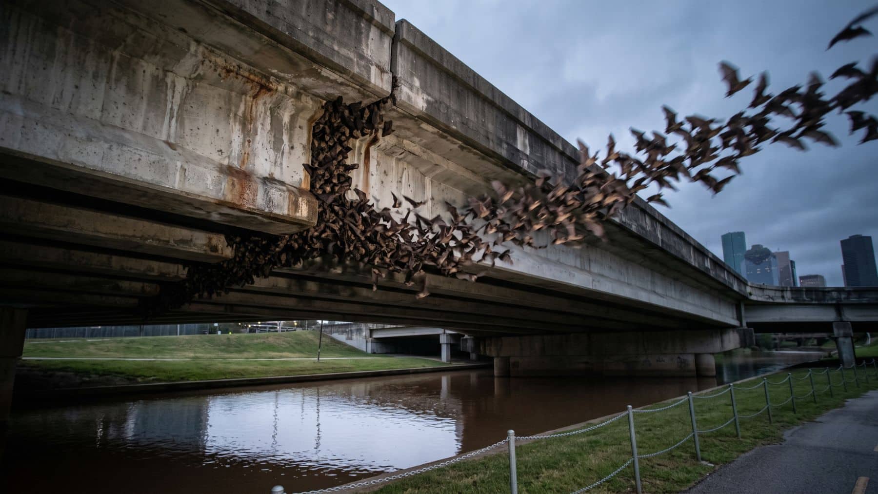 Bats streaming from a seam under a low concrete bridge