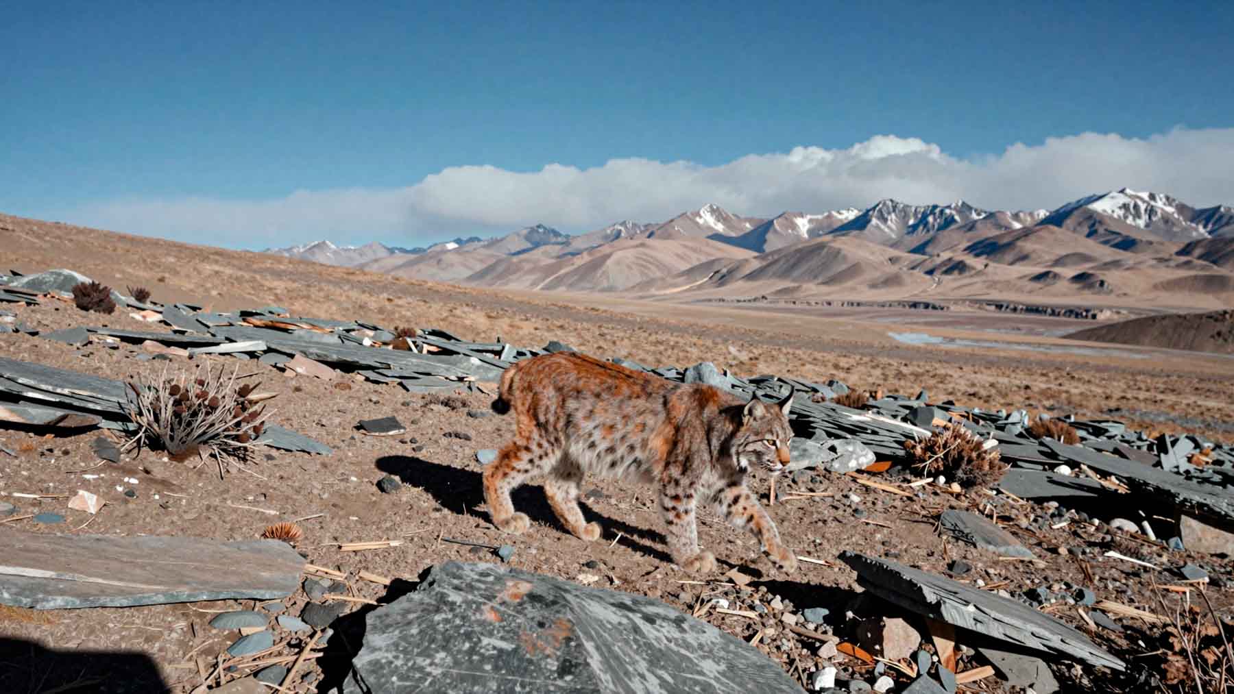 Camera trap catches a Eurasian lynx at 17,400 feet in the Himalayas, offering first confirmed proof of the elusive cat in Sikkim's high-altitude wilderness 1 Camera trap catches a Eurasian lynx at 17400 feet in the Himalayas offering first confirmed proof of the elusive cat in Sikkims high altitude wilderness
