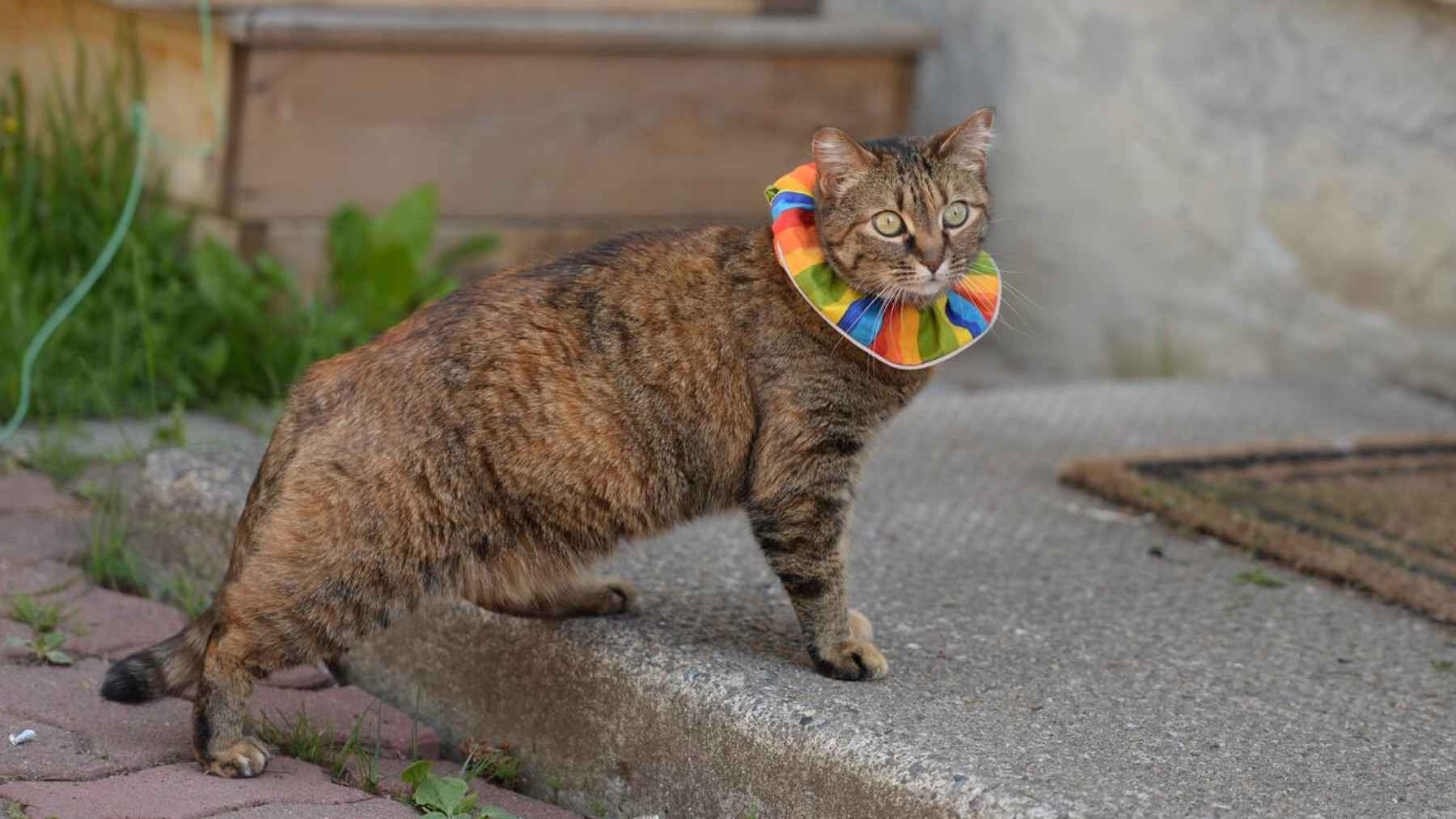 Cat rainbow collar