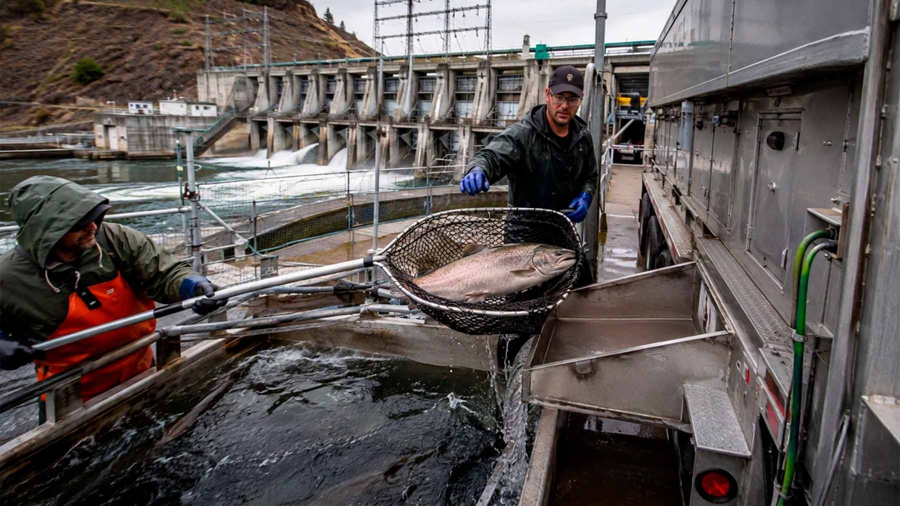 Washington catches adult salmon at one hydroelectric dam, trucks them upstream to spawn, then catches their young and trucks them back down—and a new experiment shows which part of that strange loop decides whether it works 1 Fish at hydroelectric dam