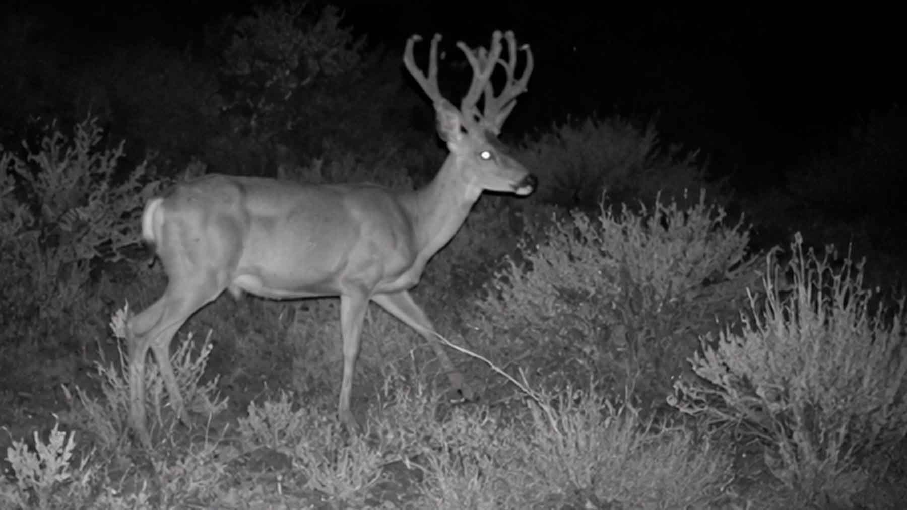 Hanford biologists thought an unusual buck had wandered onto the nuclear reservation, until the photos showed the antlers belonged to a doe 1 Nuclear plant, deer