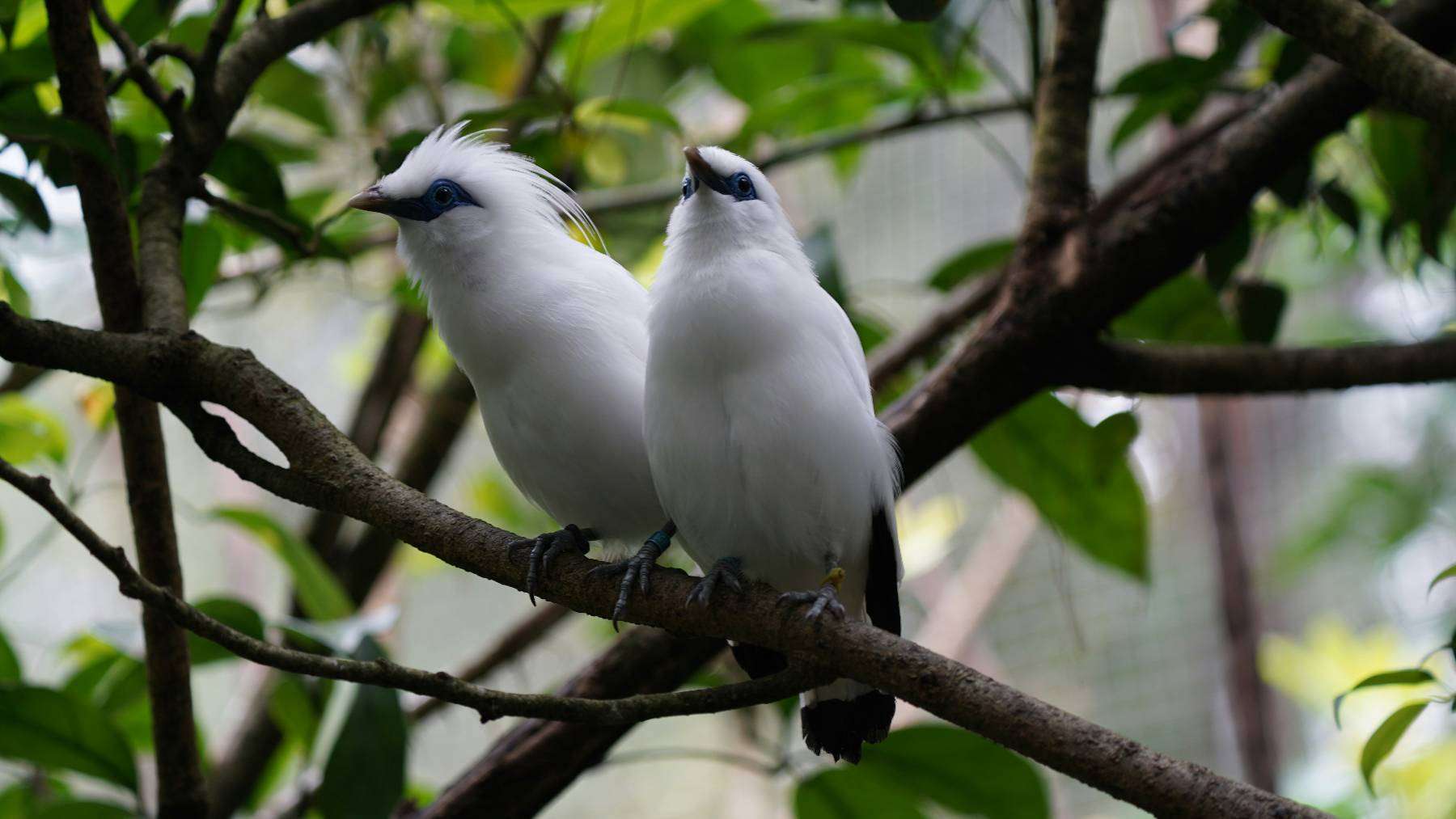 In city forests birdsong can quietly lower human stress but loud harsh calls may do the exact opposite and make it worse