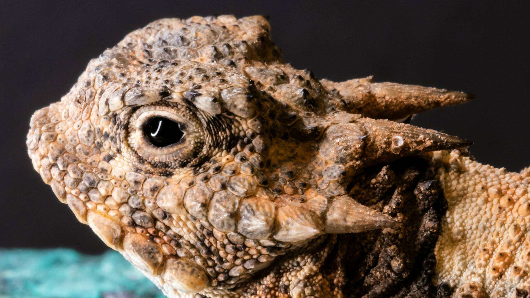Meet the tiny lizard of the American Southwest that turns its own blood into a weapon against predators