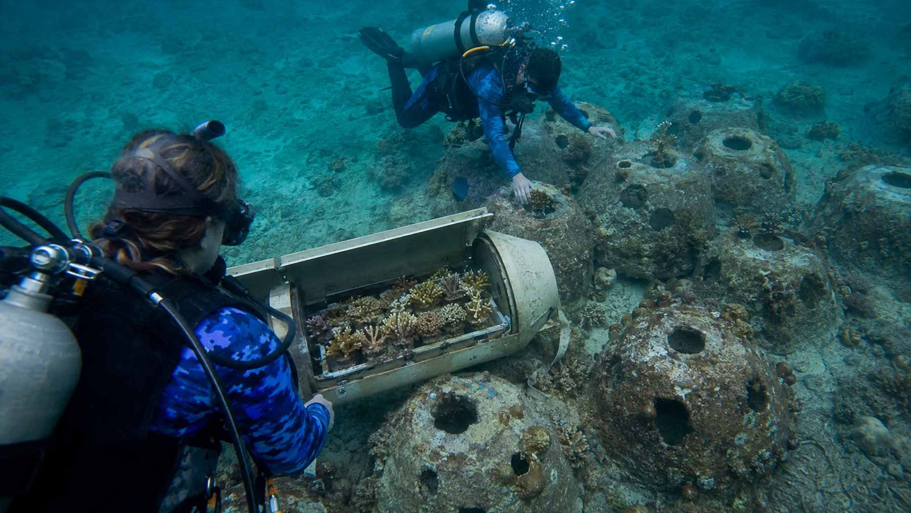 deep-sea coral restoration