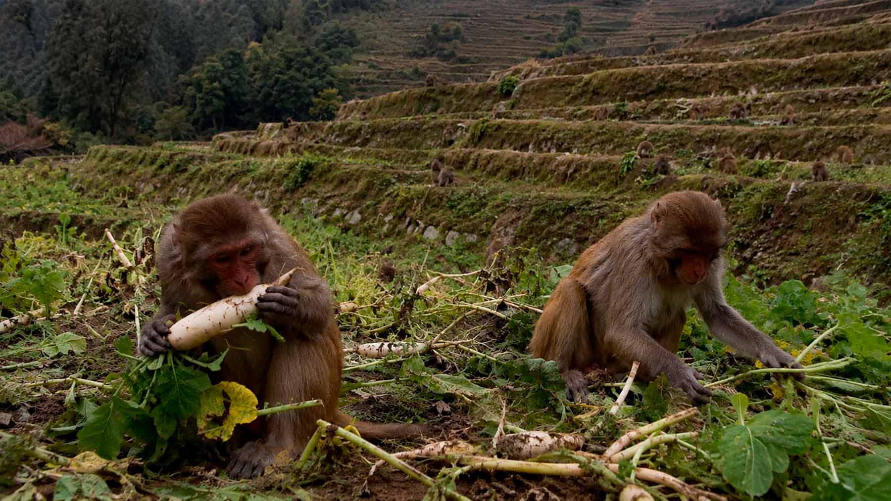 Nepal's hillside farmers have spent generations feeding their families from terraced fields, but an unstoppable army of monkeys is quietly eating their future 1 Nepal s hillside farmers have spent generations feeding their families from terraced fields but an unstoppable army of monkeys is quietly eating their future