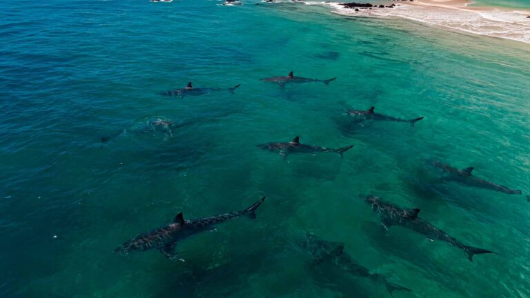 Nine great white sharks gathered off a Maine beach and scientists say the reason is hiding just beneath the surface