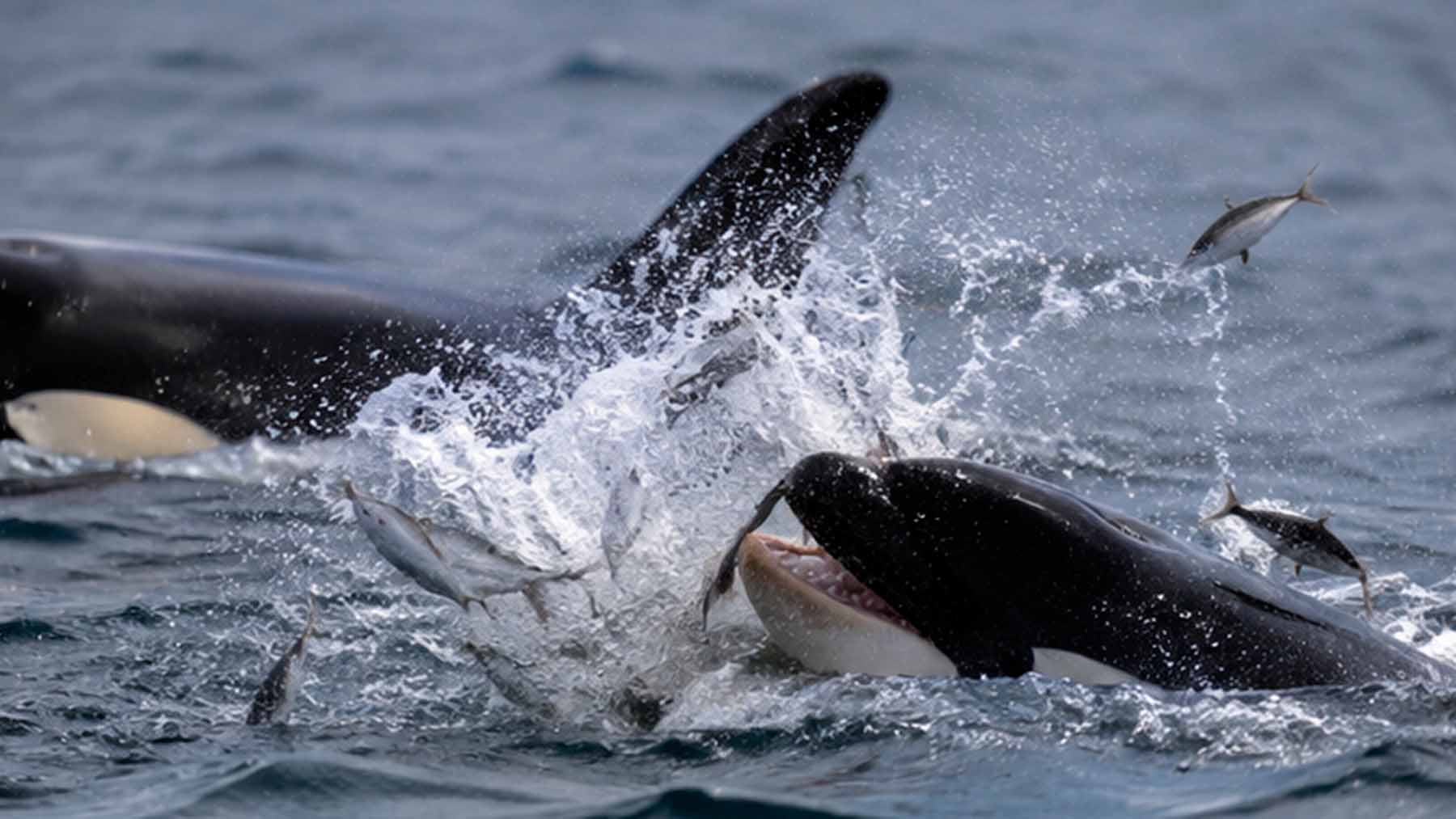 North Atlantic orcas invented a hunting trick so precise it stuns up to 15 fish at once and no other killer whale on Earth does it 1 North Atlantic orcas invented a hunting trick so precise it stuns up to 15 fish at once and no other killer whale on Earth does it