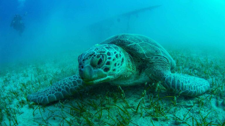 Pancake the sea turtle spent eight months fighting to survive and now she is swimming free again off the New York coast