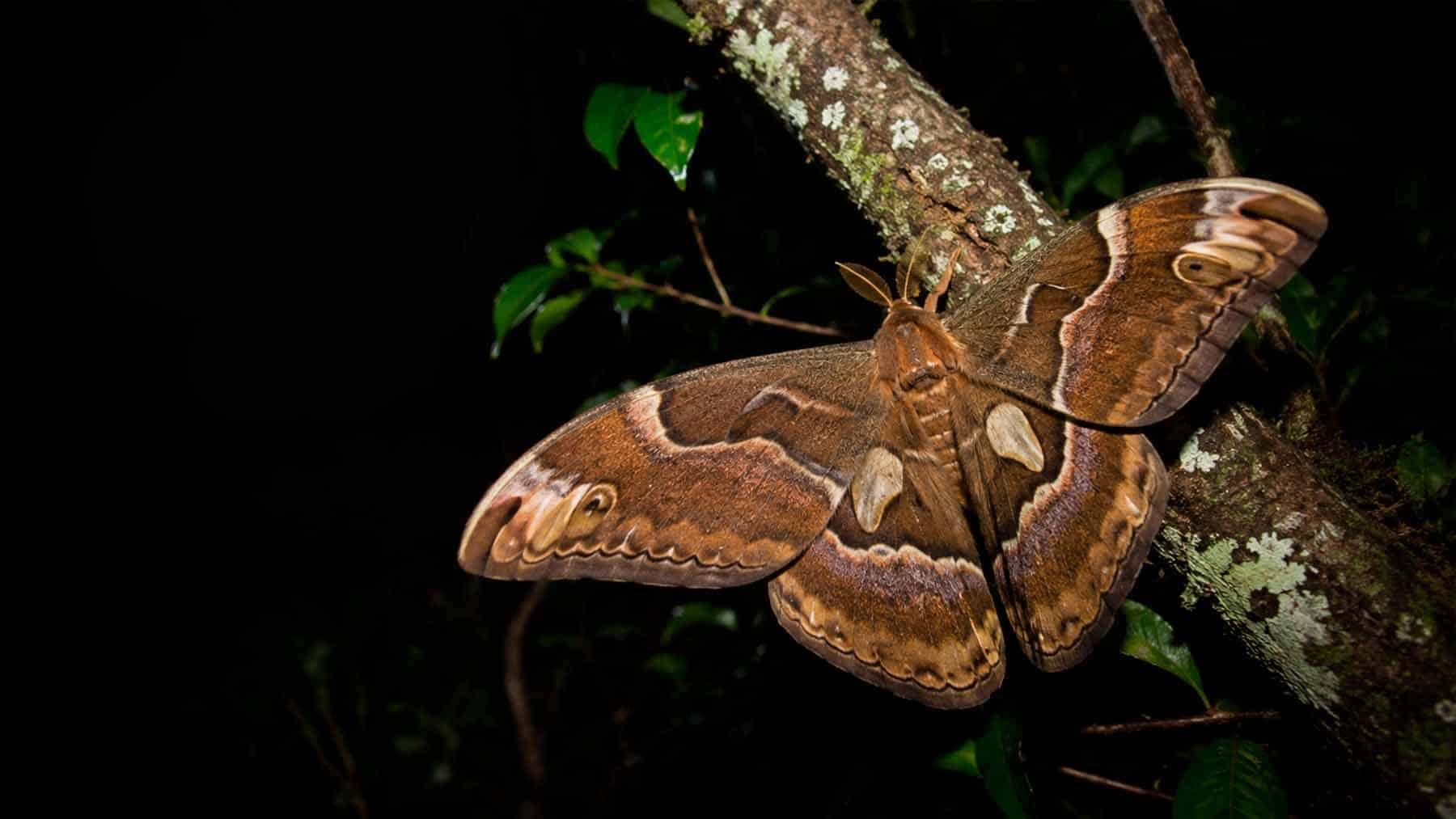 Blackburn's Sphinx Moth