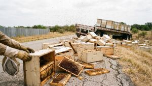 A semitrailer carrying 408 honeybee hives tipped over on a narrow corner in a rural Texas neighborhood, and a beekeeper on the scene expects only about a quarter of those colonies to survive 16 overturned semitrailer spilling honeybee hives onto a narrow Texas road