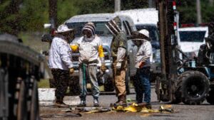 A 70,000 pound load of honey bees rolled into a Washington ditch under a first estimate of 250 million insects loose, and the figure that survived a calculator was 14 million 38 Scattered beehive boxes after a beehive truck rollover on a rural highway shoulder, 70 000 pound