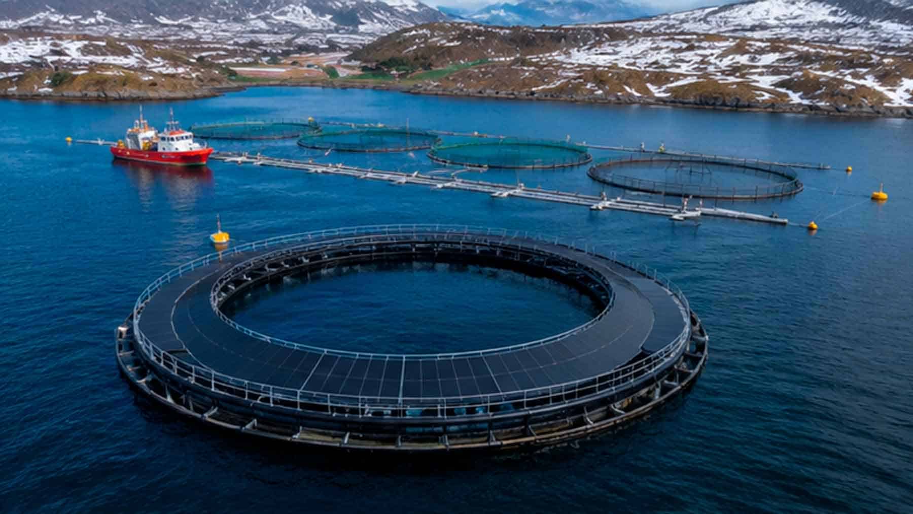 floating solar fish cages