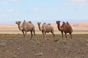 A solar farm in the Gobi Desert put the ground into permanent shade, and scientists found heat flowing the wrong way while water crept sideways beneath the panels 2 Camels in Gobi Desert 02