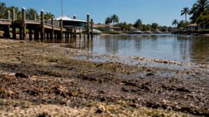 Florida reached late August still wearing a drought map in the middle of its rainy season, an August sight federal monitors called “extremely unusual” 34 rainfall deficit impacts