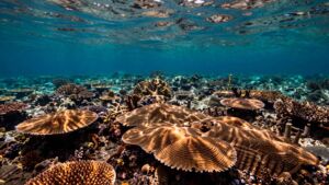 For 400 years two oceans moved as one, until human emissions began quietly pulling them apart in a way no volcanic eruption in recorded history ever managed to do and scientists only discovered this by reading 400-year-old coral and stone 30 For 400 years two oceans moved as one until human emissions began quietly pulling them apart in a way no volcanic eruption in recorded history ever managed to do and scientists only