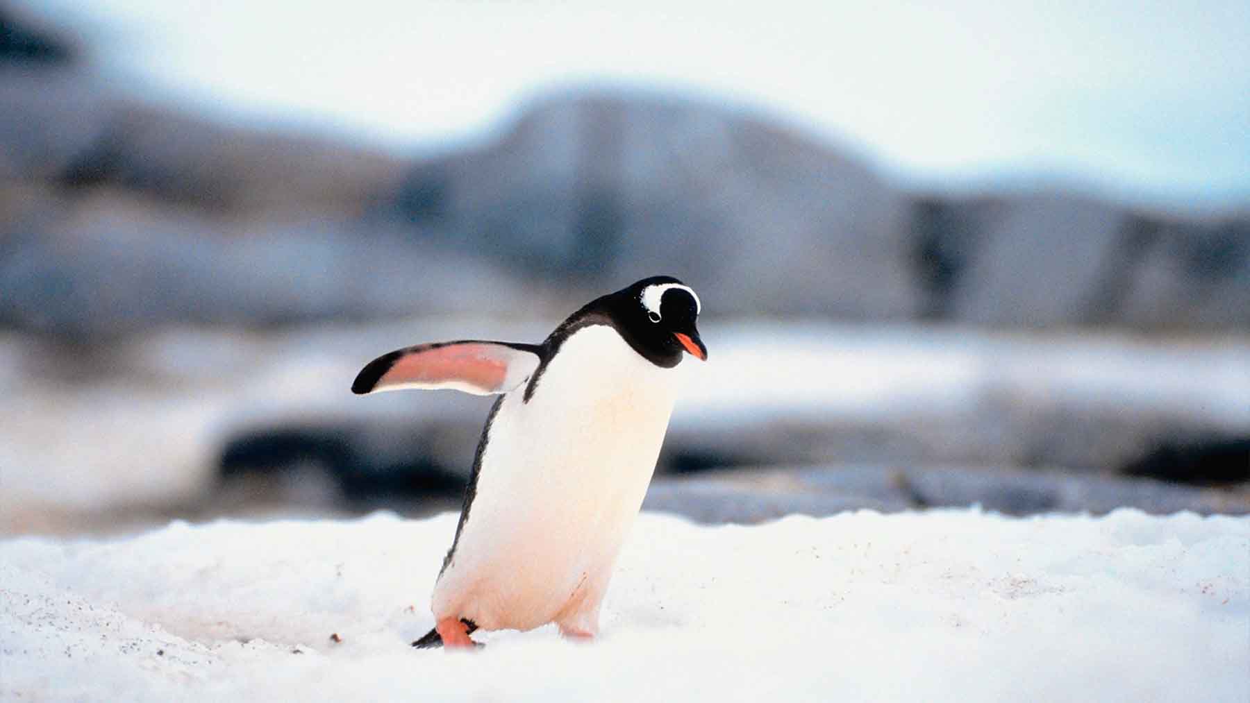 New penguin species identified after long isolation on remote island