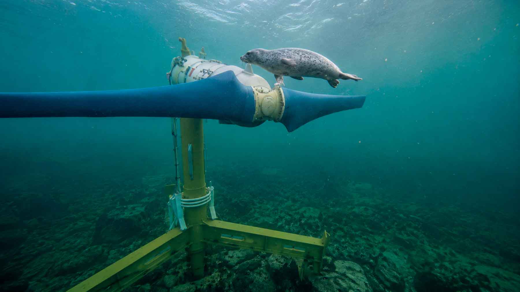 Researchers opened 14,998 camera files from a Scottish tidal farm and found a harbor seal surfacing beside one turbine, diving toward the seabed, and popping up again 1 Tidal, seal