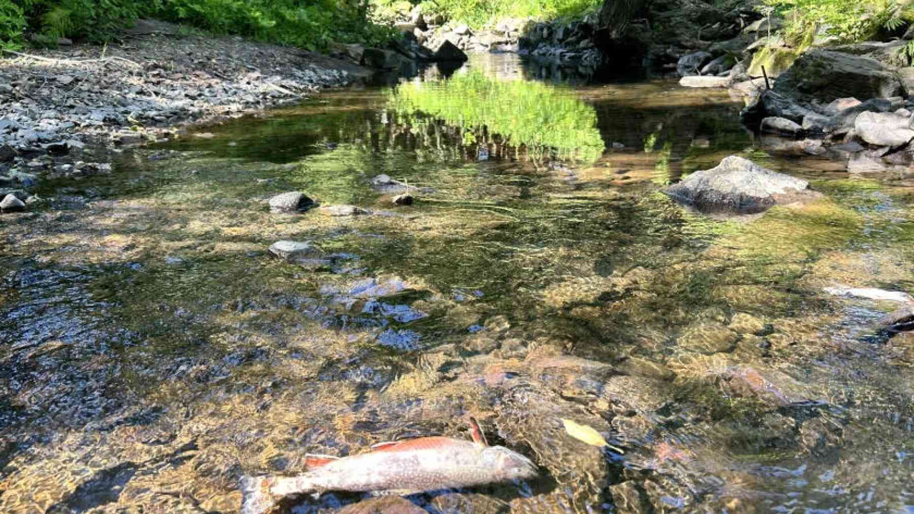 Treated drinking water drained from a 110 year old Duluth reservoir for 15 hours reached Tischer Creek at chloramine levels far above what brook trout can tolerate, and the population needs at least eight years to recover 1 Dead brook trout on stones in Tischer Creek after the Duluth drinking water spill, treated drinking water