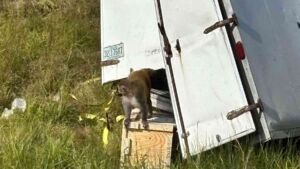 A truck carrying 21 research macaques rolled on a Mississippi interstate and 8 of the animals ended up loose in the grass, but only 1 of those 8 ever came back alive and he went to a sanctuary instead 41 Cracked wooden crate in roadside grass after research monkeys escaped on I-59, truck hauling 21